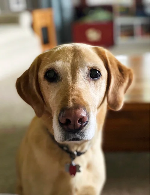 Pet Preventative Care A yellow Labrador retriever with a calm expression looks directly at the camera while sitting indoors, with blurred furniture in the background.