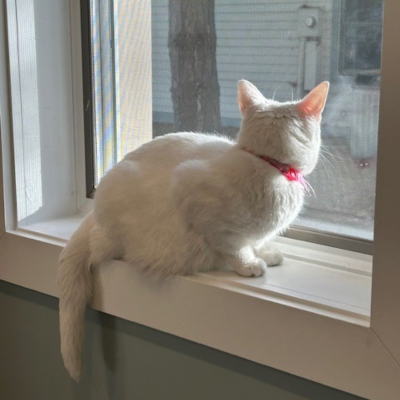 An orange tabby kitten lounges inside a bright blue bowl placed on a gray couch, with its tail hanging over the edge.