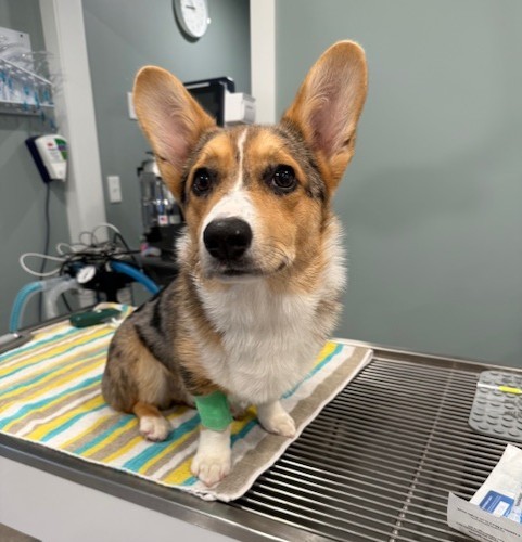 A corgi named Ricky sitting on a vet table staring at the camera.